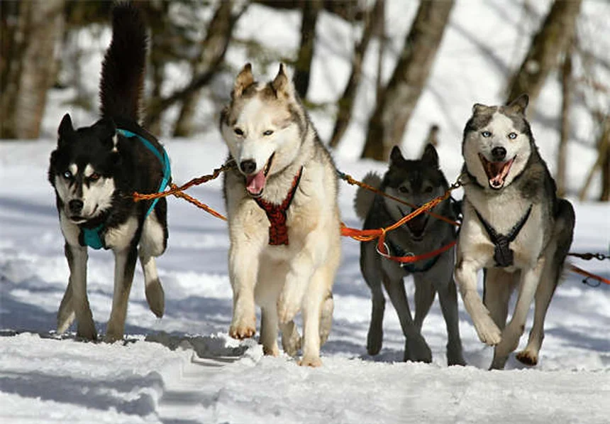 Cytoxan per cani e gatti: guida completa all'immunosoppressore