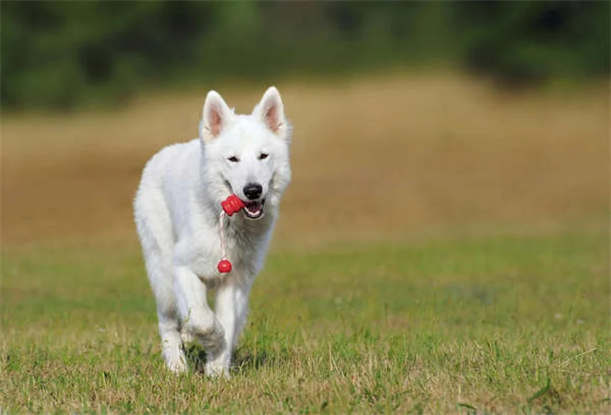 Cytoxan per cani e gatti: guida completa all'immunosoppressore