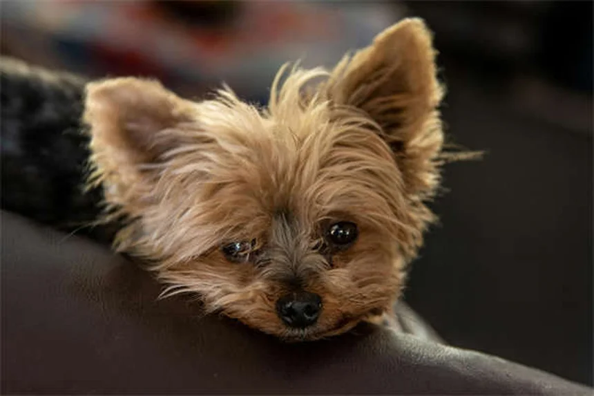 Cytoxan per cani e gatti: guida completa all'immunosoppressore