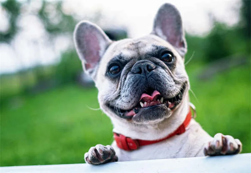 Marbofloxacina per cani e gatti: guida completa all'antibiotico