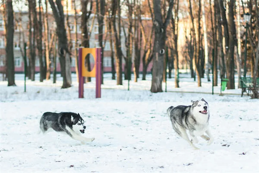 Marbofloxacina per cani e gatti: guida completa all'antibiotico