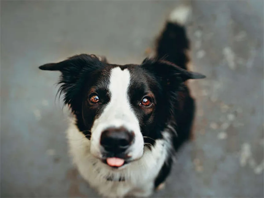 Come proteggere il tuo cane dalle zecche: guida completa per il New England