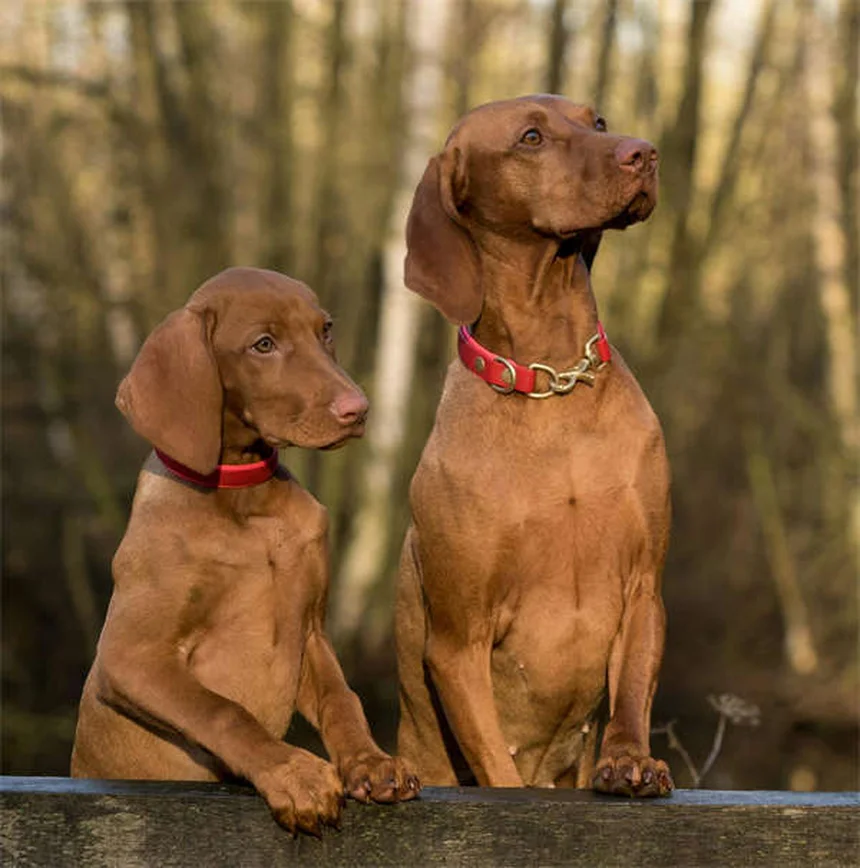 Perché i cani si rotolano nell'erba? 5 motivi sorprendenti