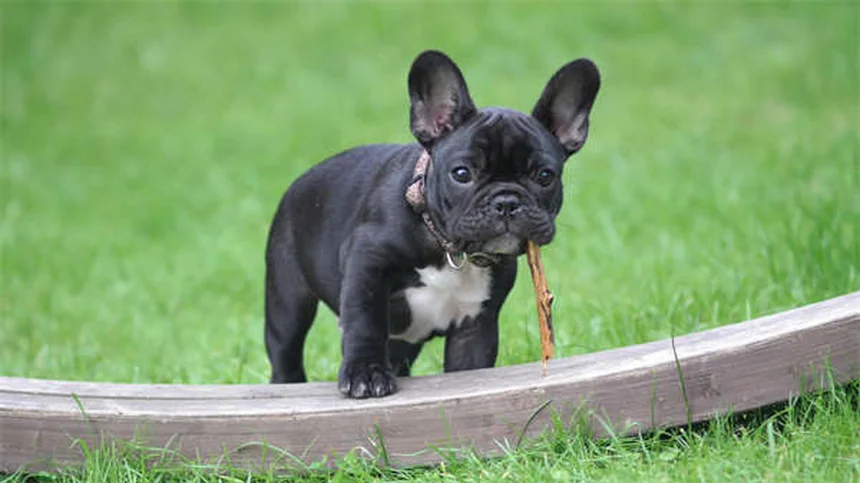 Perché i cani si rotolano nell'erba? 5 motivi sorprendenti