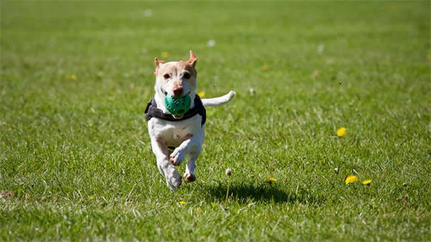 Punture di formiche sui cani: sintomi e rimedi immediati