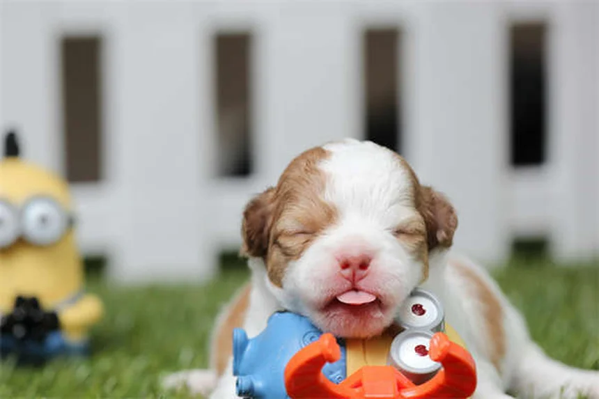 Levetiracetam per cani e gatti: tutto quello che devi sapere