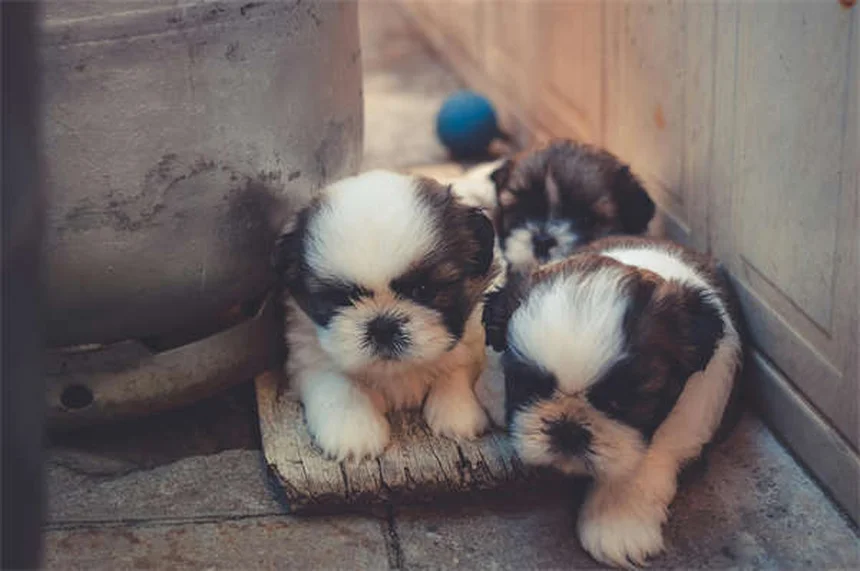 Portare il cane alle feste: 5 consigli di sicurezza fondamentali