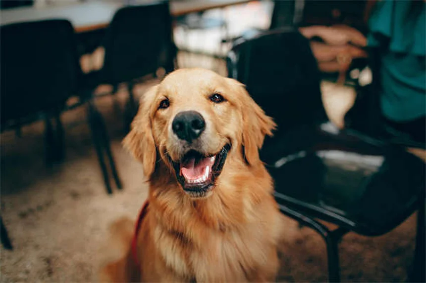 Come pulire le orecchie del cane: guida passo passo per proprietari italiani