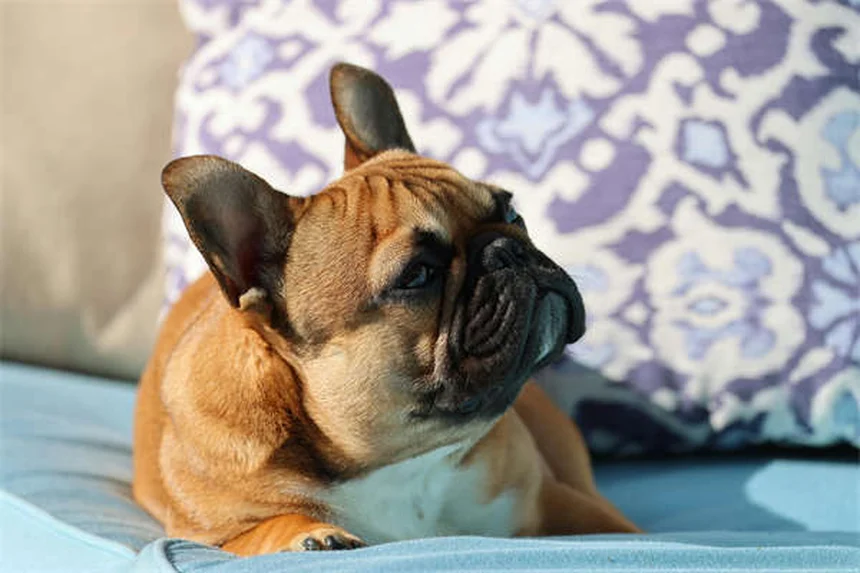 Come pulire le orecchie del cane: guida passo passo per proprietari italiani
