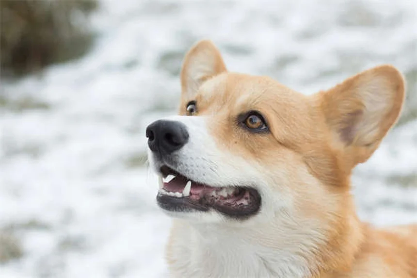 Trapianto fecale per cani e gatti: la soluzione rivoluzionaria per la diarrea cronica
