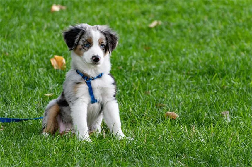 Trapianto fecale per cani e gatti: la soluzione rivoluzionaria per la diarrea cronica