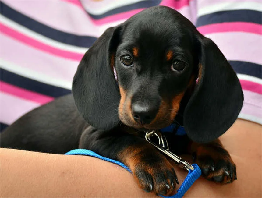 Segugi: guida completa alle razze e cura per cani da caccia