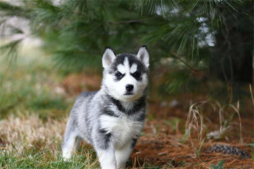 Segugi: guida completa alle razze e cura per cani da caccia