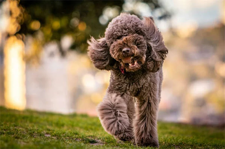 Integratori articolari per cani e gatti: Cosequin vs Dasuquin a confronto