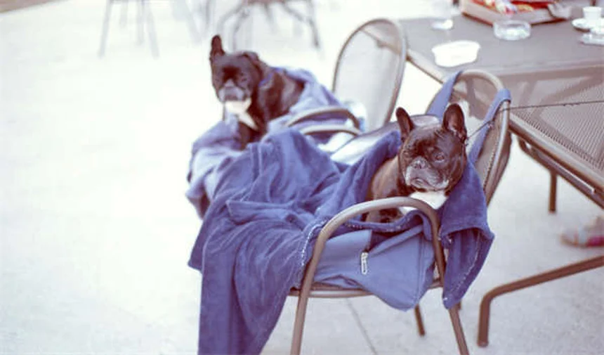 Babysitter per pesci: quando serve davvero?