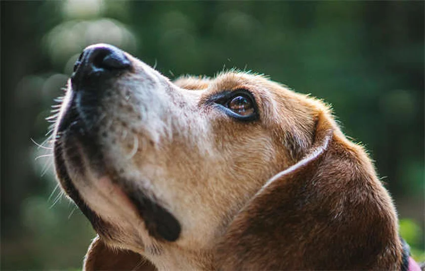 10 Curiosità sui Gatti che Ti Sorprenderanno