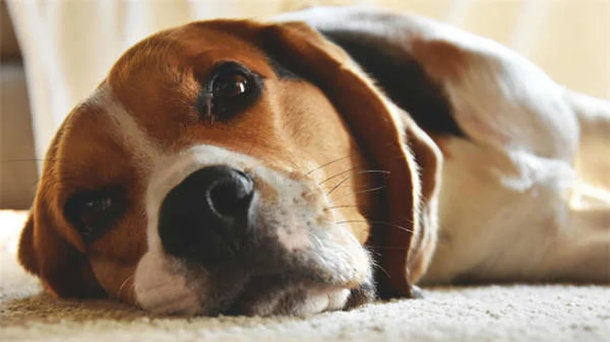5 Rischi dell'Anestesia per Cani e Gatti che Devi Conoscere