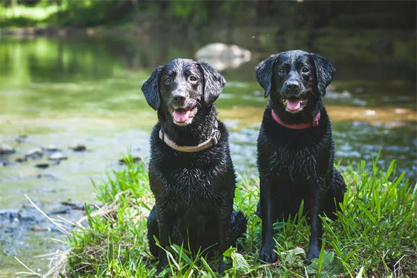Come Prendersi Cura dei Cani di Taglia Grande: Guida Completa per Ogni Età