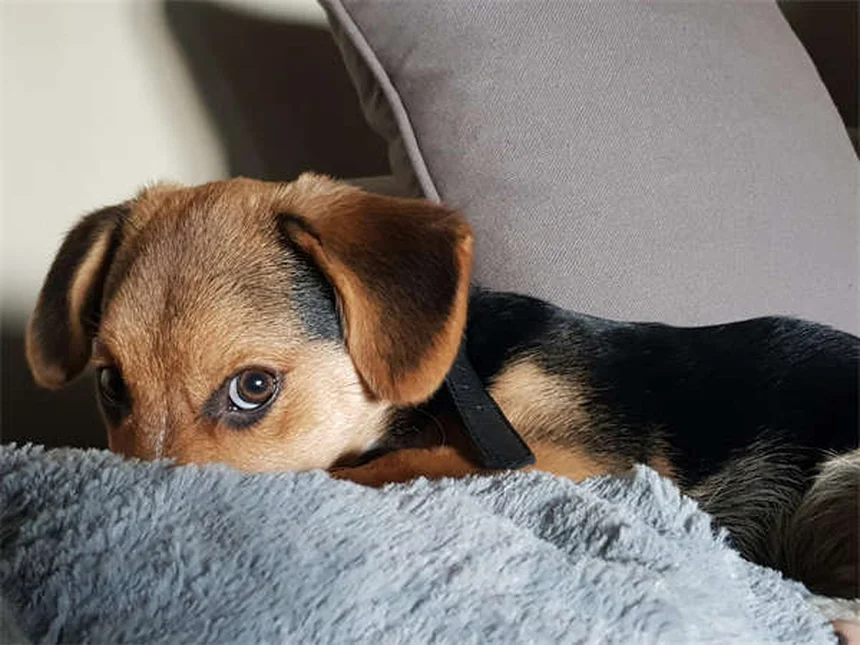 Cura delle ferite del cane a casa: guida completa per piccoli infortuni