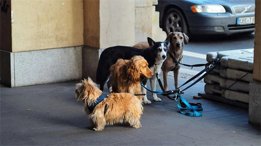 Cosa fare quando trovi un cane randagio: guida pratica per aiutare