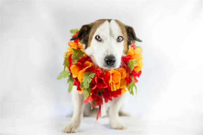 Pidocchi nei cavalli: sintomi, cura e prevenzione