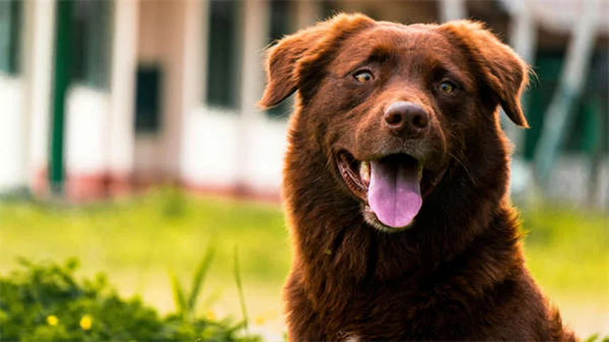 Fenobarbital per Cani: Guida Completa all'Uso e Dosaggio