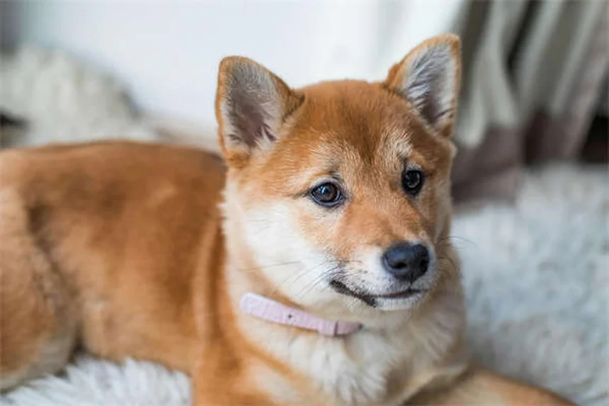 Piometra nei furetti: sintomi, cure e prevenzione per salvare il tuo animale
