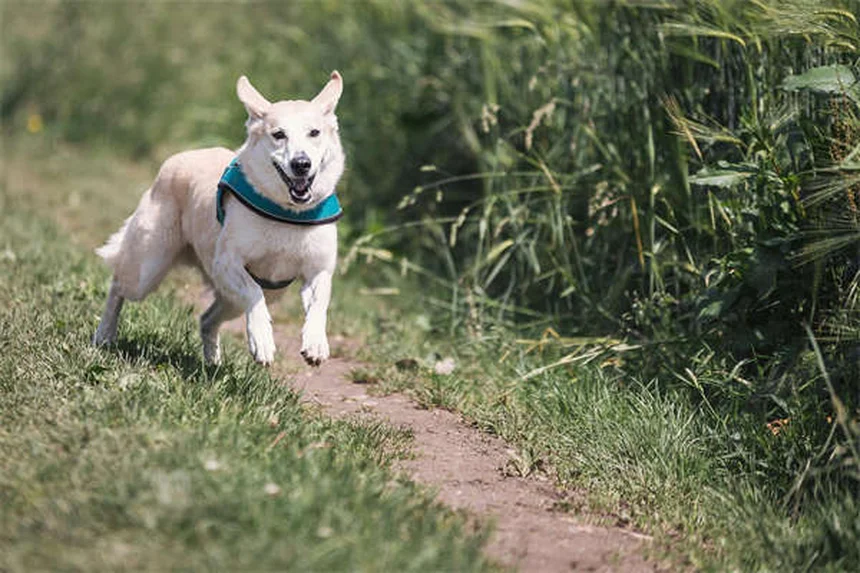 Piometra nei furetti: sintomi, cure e prevenzione per salvare il tuo animale