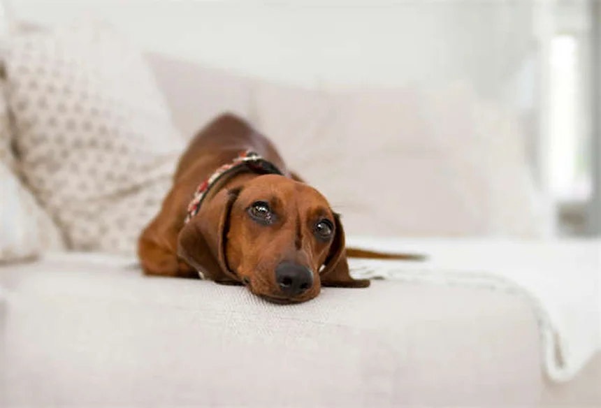 Piometra nei furetti: sintomi, cure e prevenzione per salvare il tuo animale
