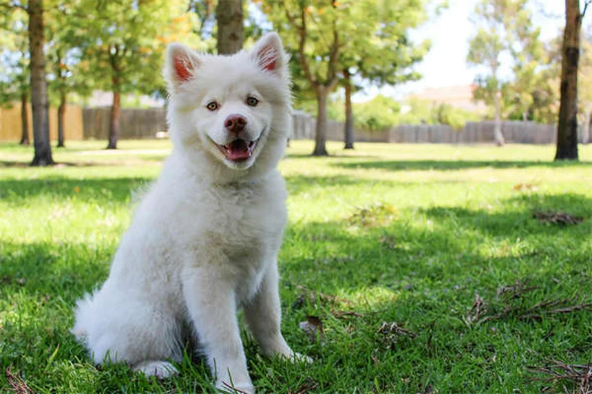 Come insegnare al tuo cane a dire "per favore" in 5 semplici passi