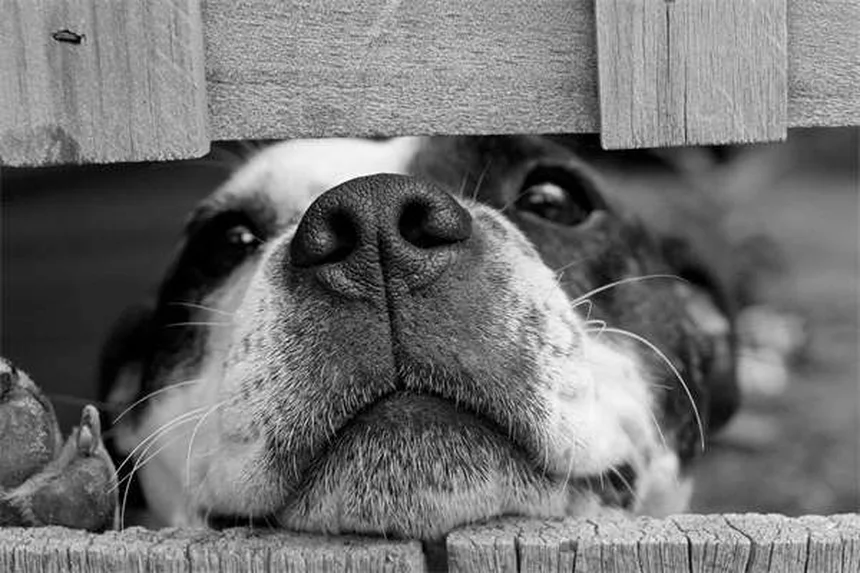 Come insegnare al tuo cane a dire "per favore" in 5 semplici passi