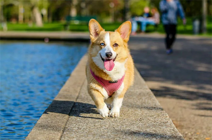 Come far sentire giovane il tuo cane anziano: 6 consigli pratici