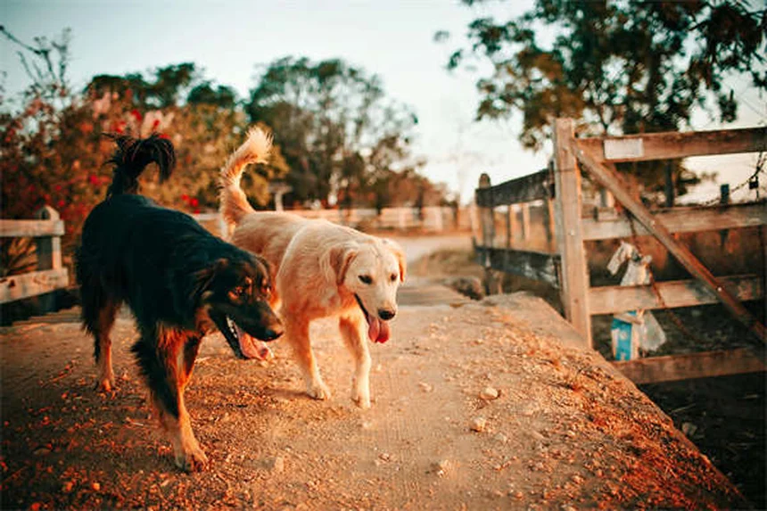 Come far sentire giovane il tuo cane anziano: 6 consigli pratici