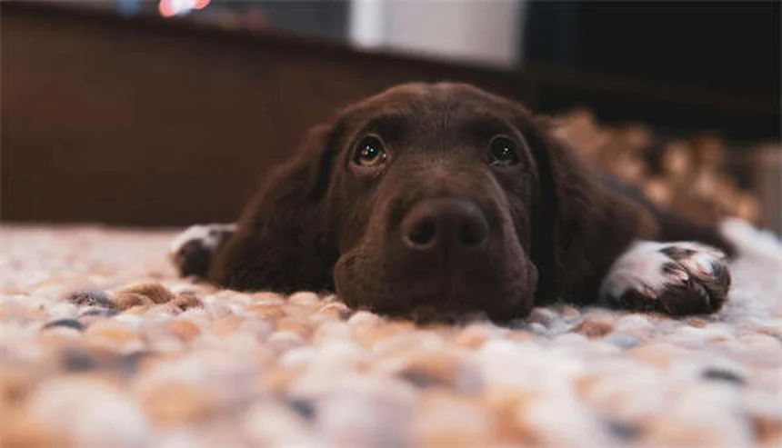 Quante volte fa la cacca un cucciolo? La guida completa