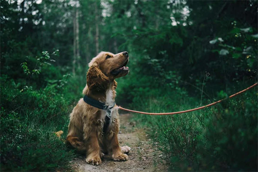 Quante volte fa la cacca un cucciolo? La guida completa