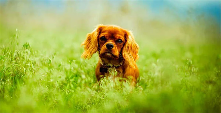 Quante volte fa la cacca un cucciolo? La guida completa