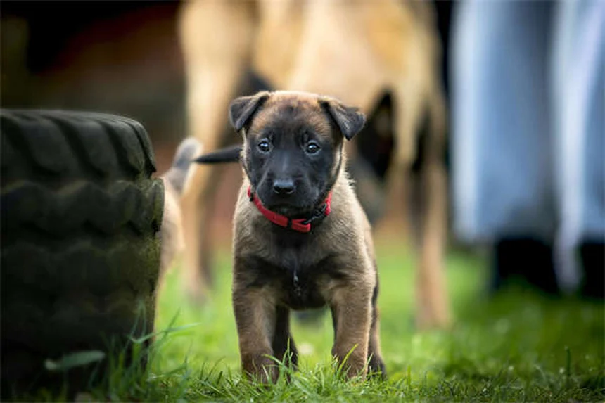 Malattie comuni nei cuccioli: sintomi e prevenzione