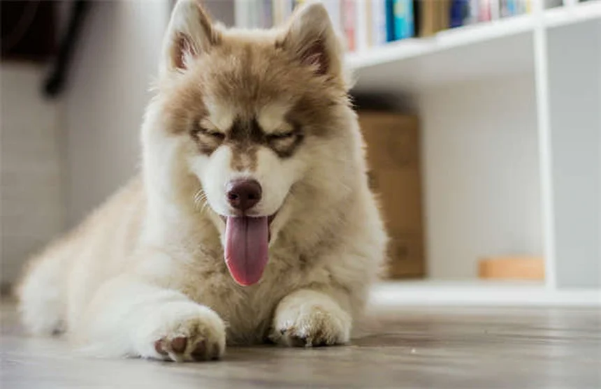 Come addestrare un cane sordo: 7 tecniche efficaci per comunicare