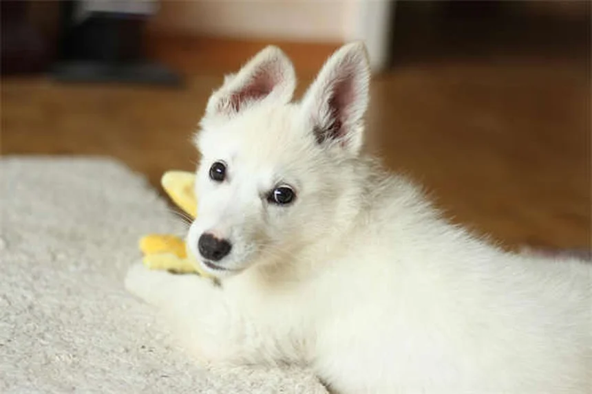 Come addestrare un cane sordo: 7 tecniche efficaci per comunicare