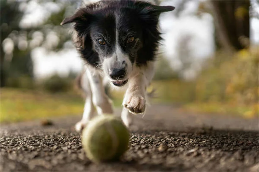 Come addestrare un cane sordo: 7 tecniche efficaci per comunicare