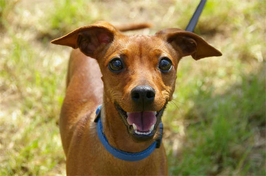 Come addestrare un cane sordo: 7 tecniche efficaci per comunicare